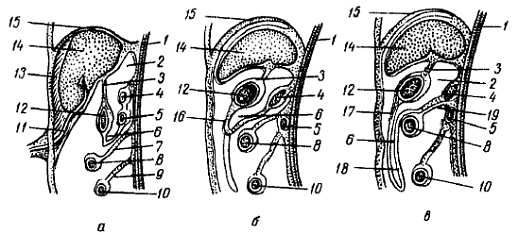 Михаил Привес, Николай Лысенков и др. - Анатомия человека