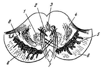 Михаил Привес, Николай Лысенков и др. - Анатомия человека