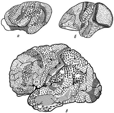 Михаил Привес, Николай Лысенков и др. - Анатомия человека