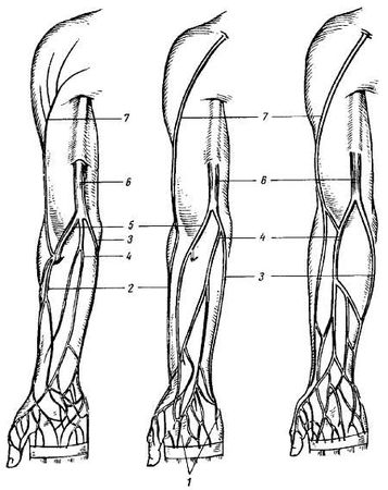 Михаил Привес, Николай Лысенков и др. - Анатомия человека