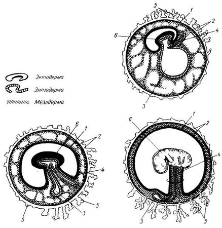 Михаил Привес, Николай Лысенков и др. - Анатомия человека