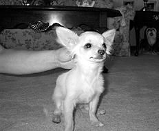 Линиза Жалпанова - Чихуахуа