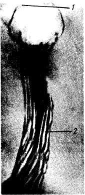 Михаил Привес, Николай Лысенков и др. - Анатомия человека