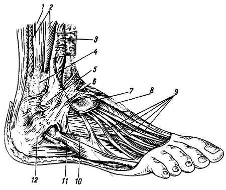 Михаил Привес, Николай Лысенков и др. - Анатомия человека