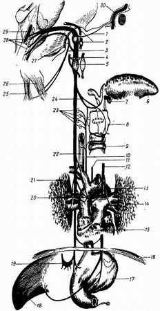 Михаил Привес, Николай Лысенков и др. - Анатомия человека