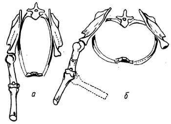 Михаил Привес, Николай Лысенков и др. - Анатомия человека