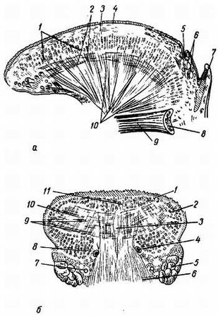 Михаил Привес, Николай Лысенков и др. - Анатомия человека