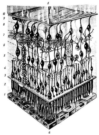Михаил Привес, Николай Лысенков и др. - Анатомия человека