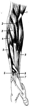 Михаил Привес, Николай Лысенков и др. - Анатомия человека