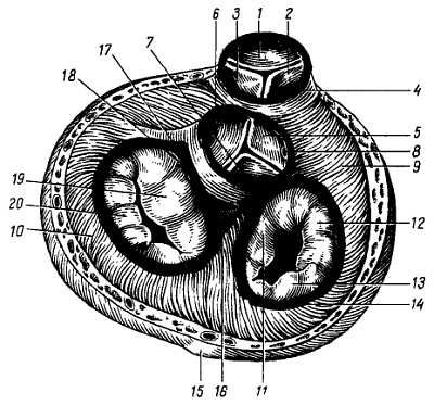 Михаил Привес, Николай Лысенков и др. - Анатомия человека