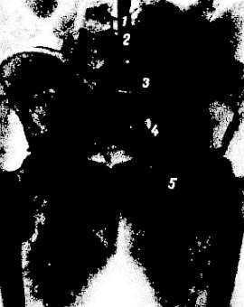 Михаил Привес, Николай Лысенков и др. - Анатомия человека