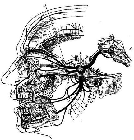 Михаил Привес, Николай Лысенков и др. - Анатомия человека
