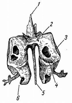 Михаил Привес, Николай Лысенков и др. - Анатомия человека