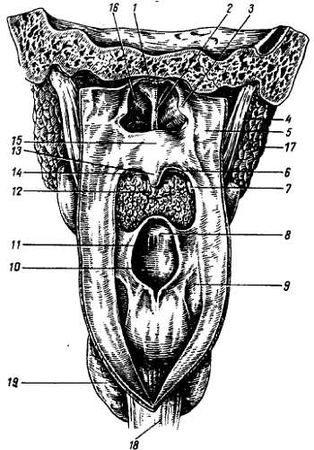 Михаил Привес, Николай Лысенков и др. - Анатомия человека