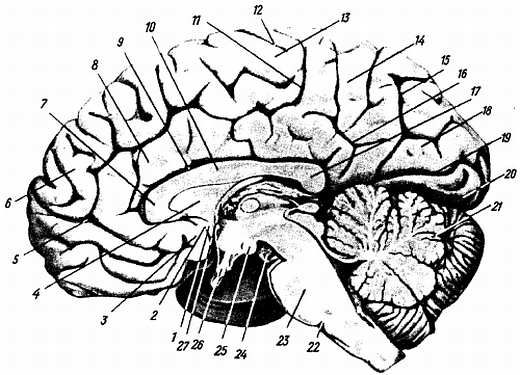 Михаил Привес, Николай Лысенков и др. - Анатомия человека