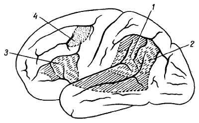 Михаил Привес, Николай Лысенков и др. - Анатомия человека