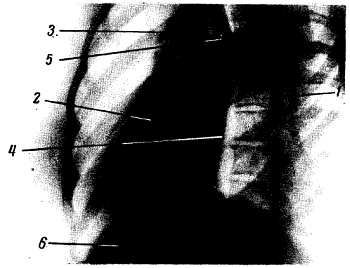 Михаил Привес, Николай Лысенков и др. - Анатомия человека