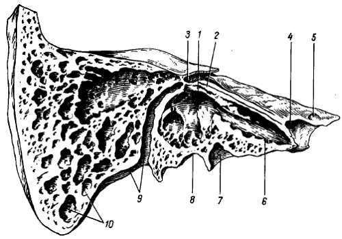 Михаил Привес, Николай Лысенков и др. - Анатомия человека