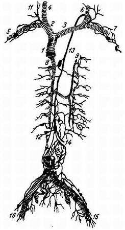Михаил Привес, Николай Лысенков и др. - Анатомия человека