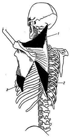 Михаил Привес, Николай Лысенков и др. - Анатомия человека