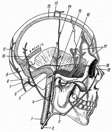 Михаил Привес, Николай Лысенков и др. - Анатомия человека