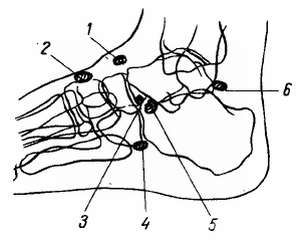 Михаил Привес, Николай Лысенков и др. - Анатомия человека