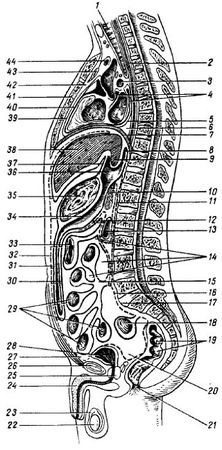 Михаил Привес, Николай Лысенков и др. - Анатомия человека