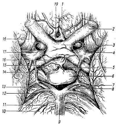 Михаил Привес, Николай Лысенков и др. - Анатомия человека