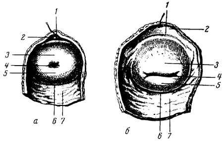 Михаил Привес, Николай Лысенков и др. - Анатомия человека