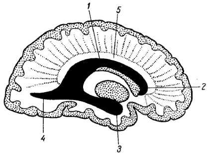 Михаил Привес, Николай Лысенков и др. - Анатомия человека