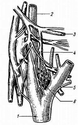 Михаил Привес, Николай Лысенков и др. - Анатомия человека