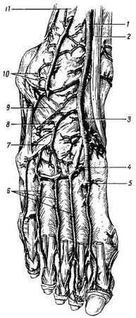 Михаил Привес, Николай Лысенков и др. - Анатомия человека