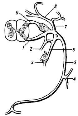 Михаил Привес, Николай Лысенков и др. - Анатомия человека