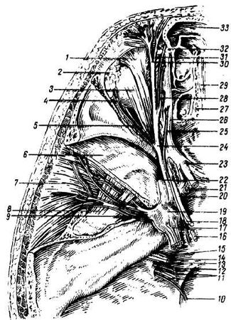Михаил Привес, Николай Лысенков и др. - Анатомия человека
