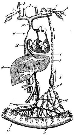Михаил Привес, Николай Лысенков и др. - Анатомия человека