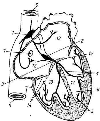 Михаил Привес, Николай Лысенков и др. - Анатомия человека
