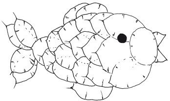 Наталья Дмитриева - Поделки из природных материалов