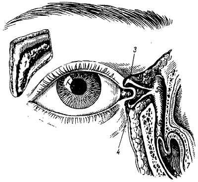 Михаил Привес, Николай Лысенков и др. - Анатомия человека