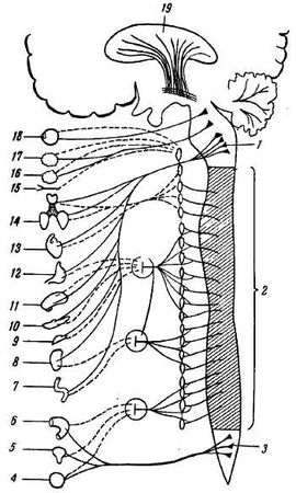 Михаил Привес, Николай Лысенков и др. - Анатомия человека