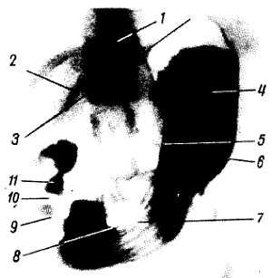 Михаил Привес, Николай Лысенков и др. - Анатомия человека