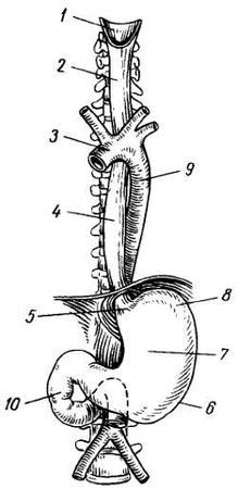 Михаил Привес, Николай Лысенков и др. - Анатомия человека
