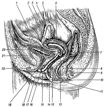 Михаил Привес, Николай Лысенков и др. - Анатомия человека