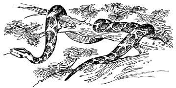 Бернгард Гржимек - Среди животных Африки