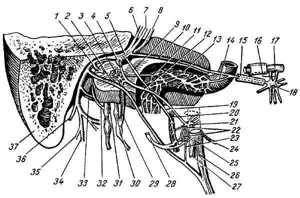 Михаил Привес, Николай Лысенков и др. - Анатомия человека