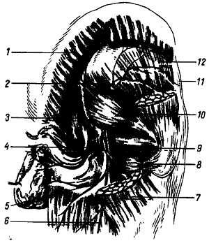 Михаил Привес, Николай Лысенков и др. - Анатомия человека