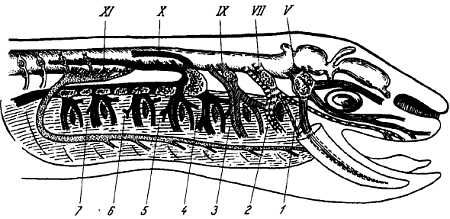 Михаил Привес, Николай Лысенков и др. - Анатомия человека