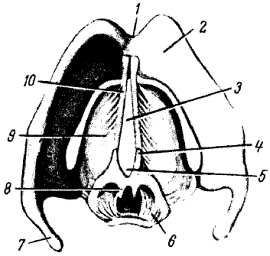 Михаил Привес, Николай Лысенков и др. - Анатомия человека
