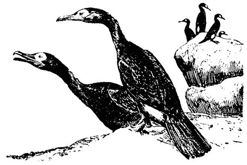 Роберт Мак-Кланг - Исчезающие животные Америки