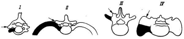 Анатомия человека