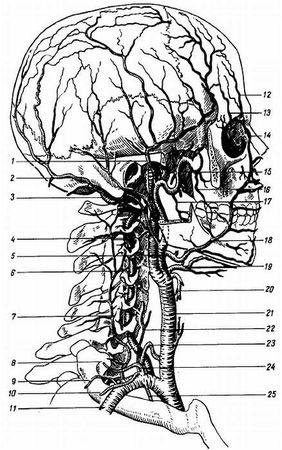 Михаил Привес, Николай Лысенков и др. - Анатомия человека